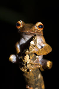 Boophis madagascariensis