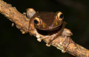 Boophis madagascariensis