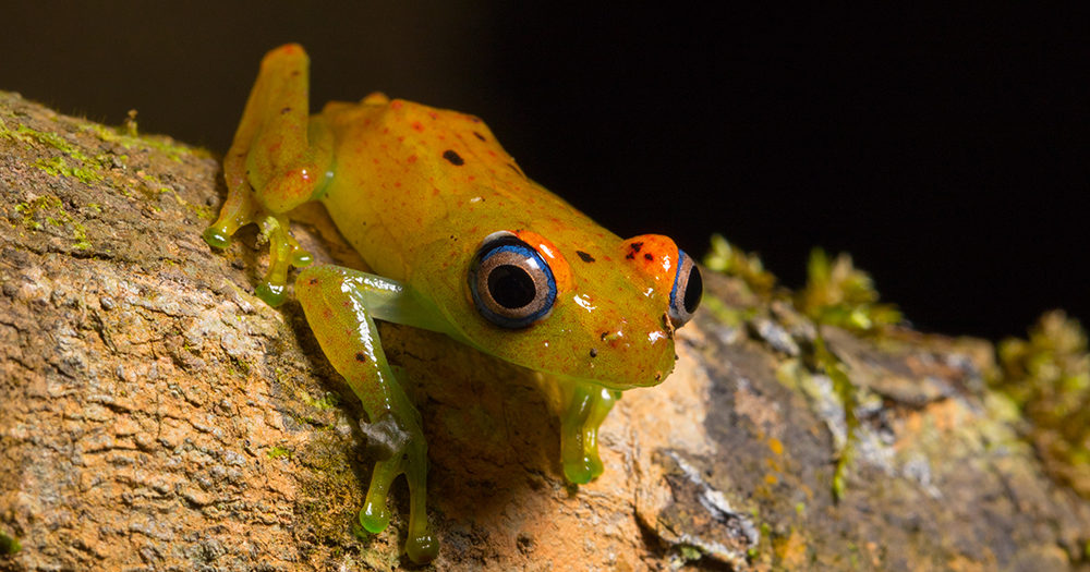 The Green Bright-Eyed Frog - MADAMAGAZINE
