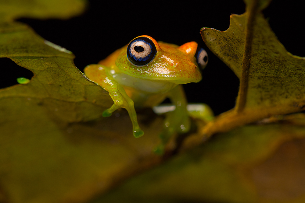Der grüne Glanzaugenfrosch MADAMAGAZINE