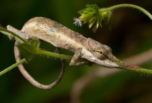 Calumma gallus