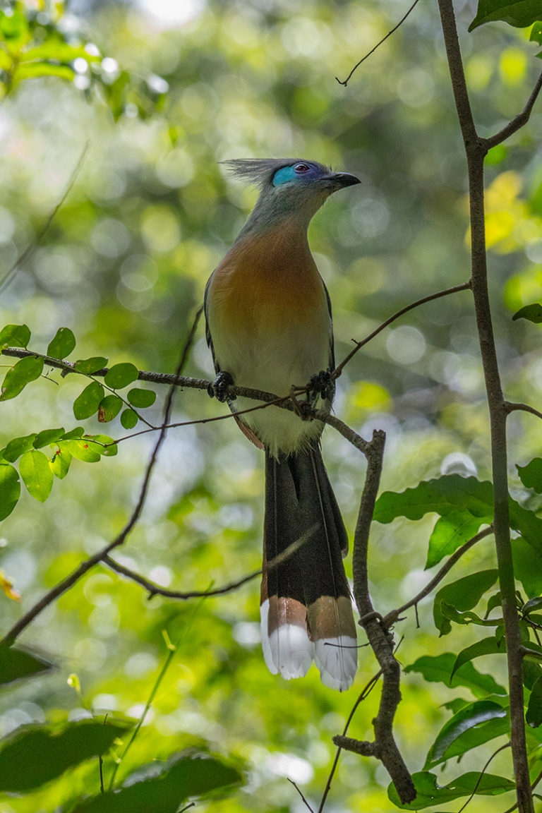 The Crested Coua MADAMAGAZINE