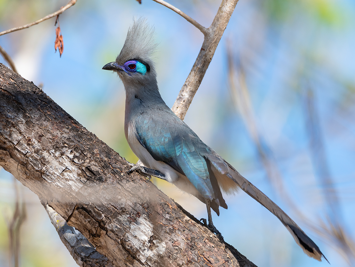 The Crested Coua MADAMAGAZINE