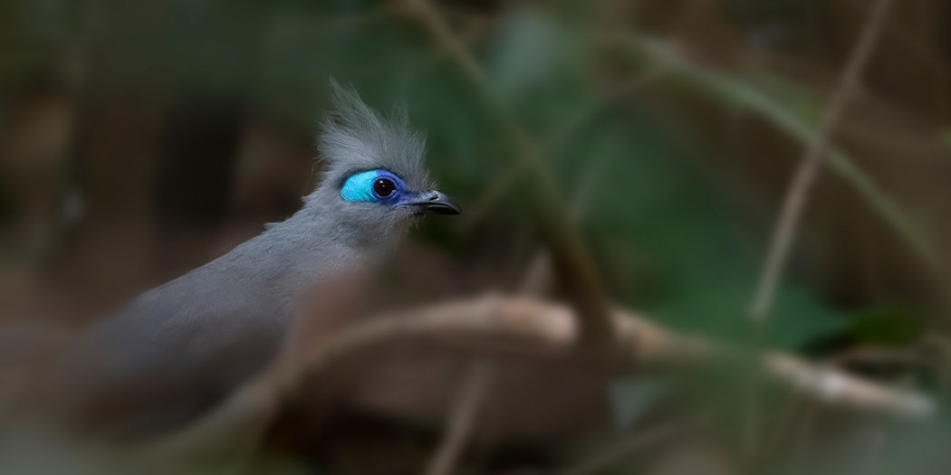 The Crested Coua MADAMAGAZINE