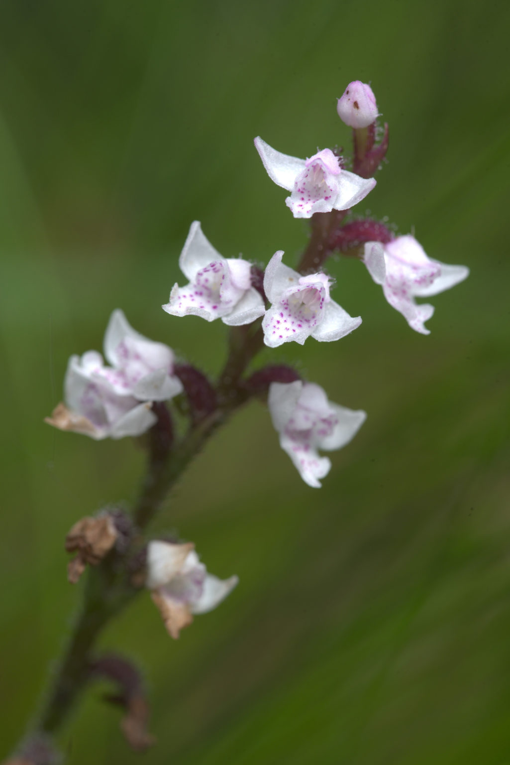 Die 1000 Orchideen von Madagaskar MADAMAGAZINE