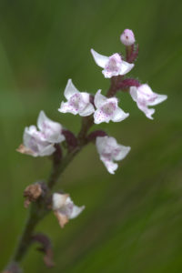 Orchidee, Cynorkis cf. baroni