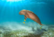 The last dugongs