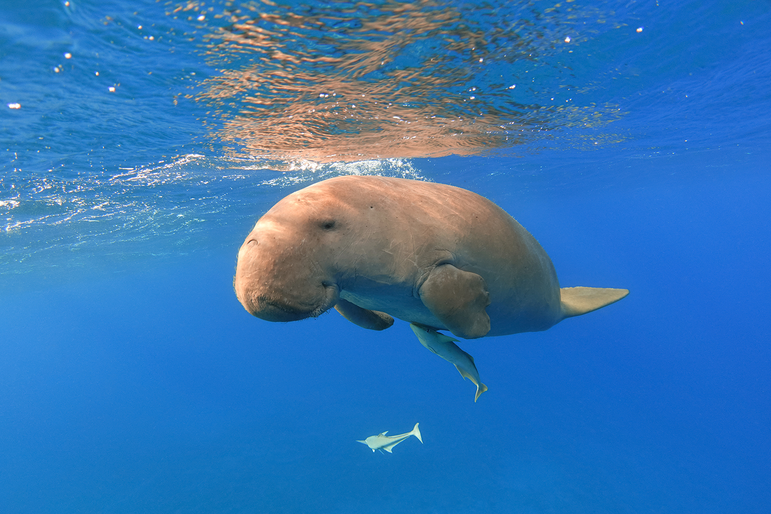 The last dugongs - MADAMAGAZINE