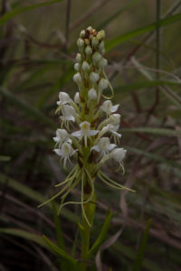 Orchidee, Habenaria bathiei
