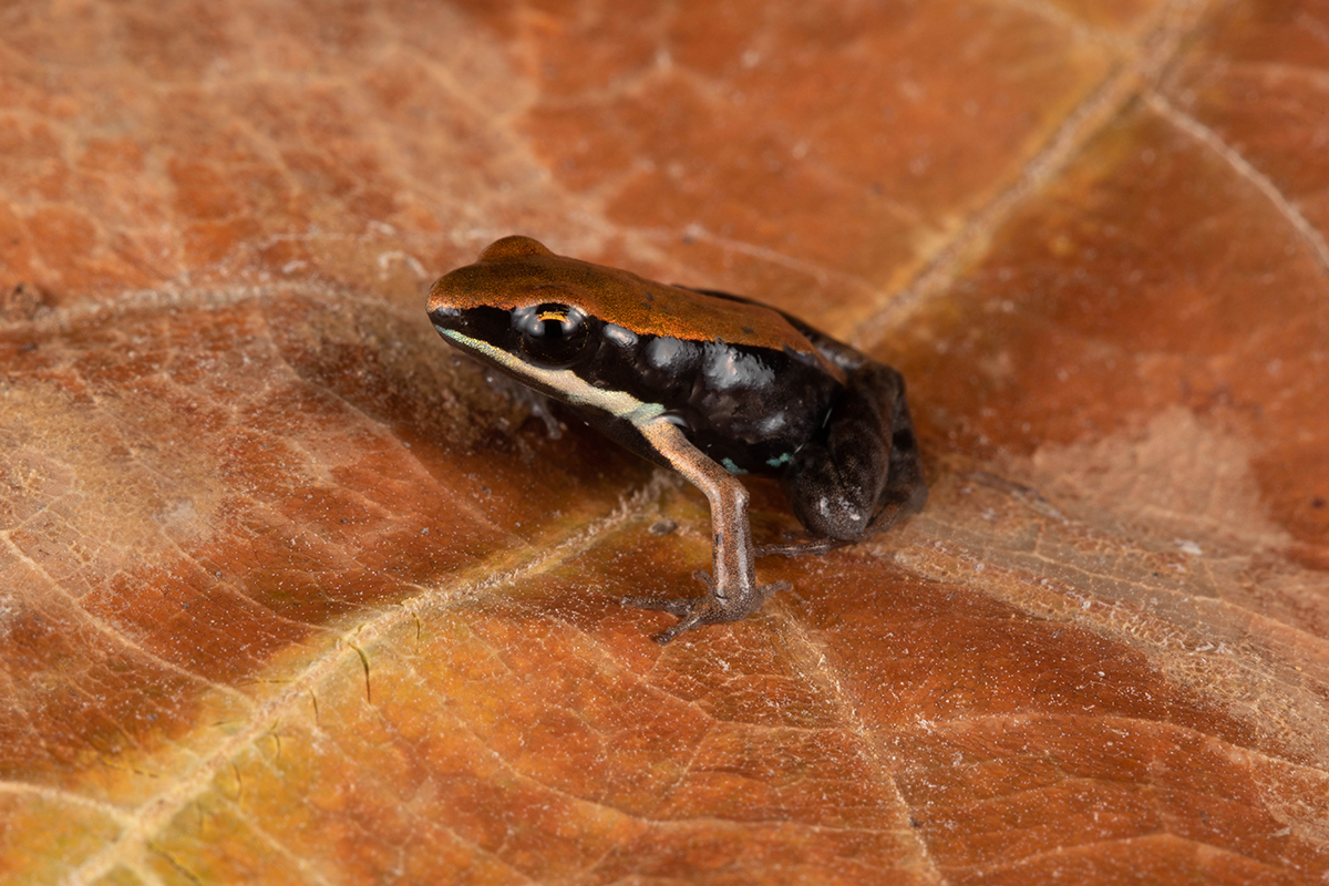Mantella ebenaui