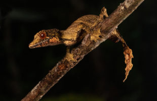 Uroplatus fivehy in Marojejy