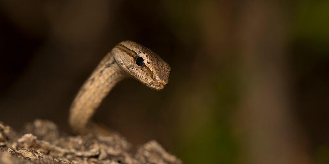 The Common Big-Eyed Snake - MADAMAGAZINE