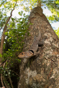 Oplurus cuvieri in Ankarafantsika (1)