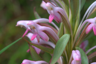 Orchidee, Satyrium rostratum