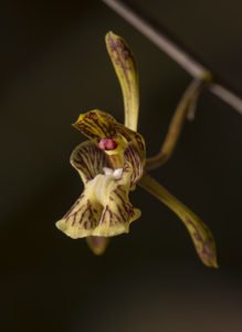 Orchidee, Oeceoclades calcarata