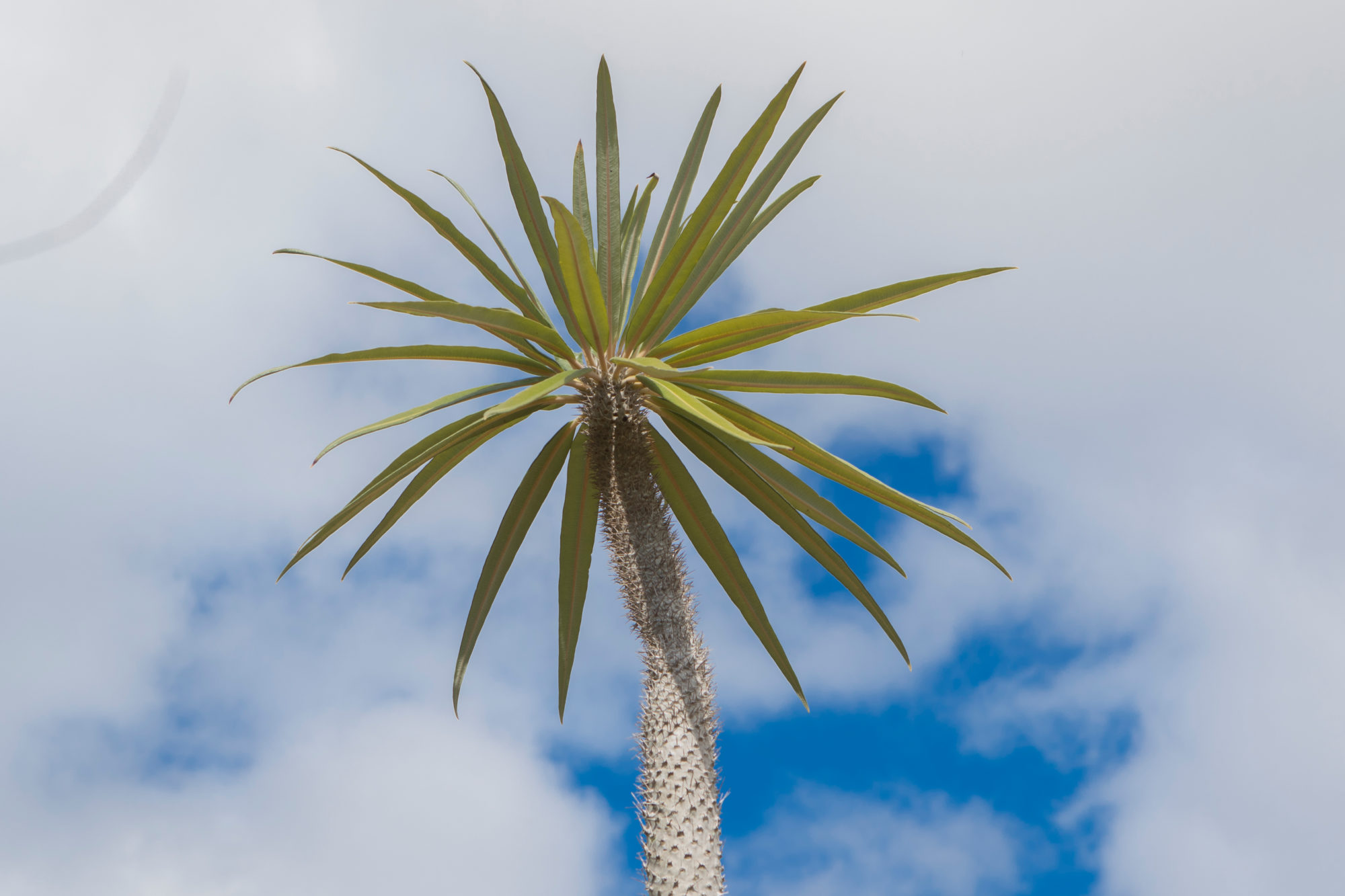 Pachypodien Die Flaschenbäume Madagaskarpalmen MADAMAGAZINE