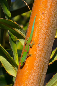 Streifentaggecko nahe Ampijoroa