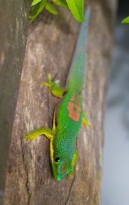 Streifentaggecko in Andasibe