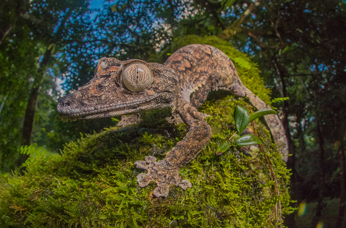 Perfekt getarnte Riesen Uroplatus giganteus MADAMAGAZINE