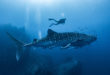 Whale Sharks – The Giants of the Seas