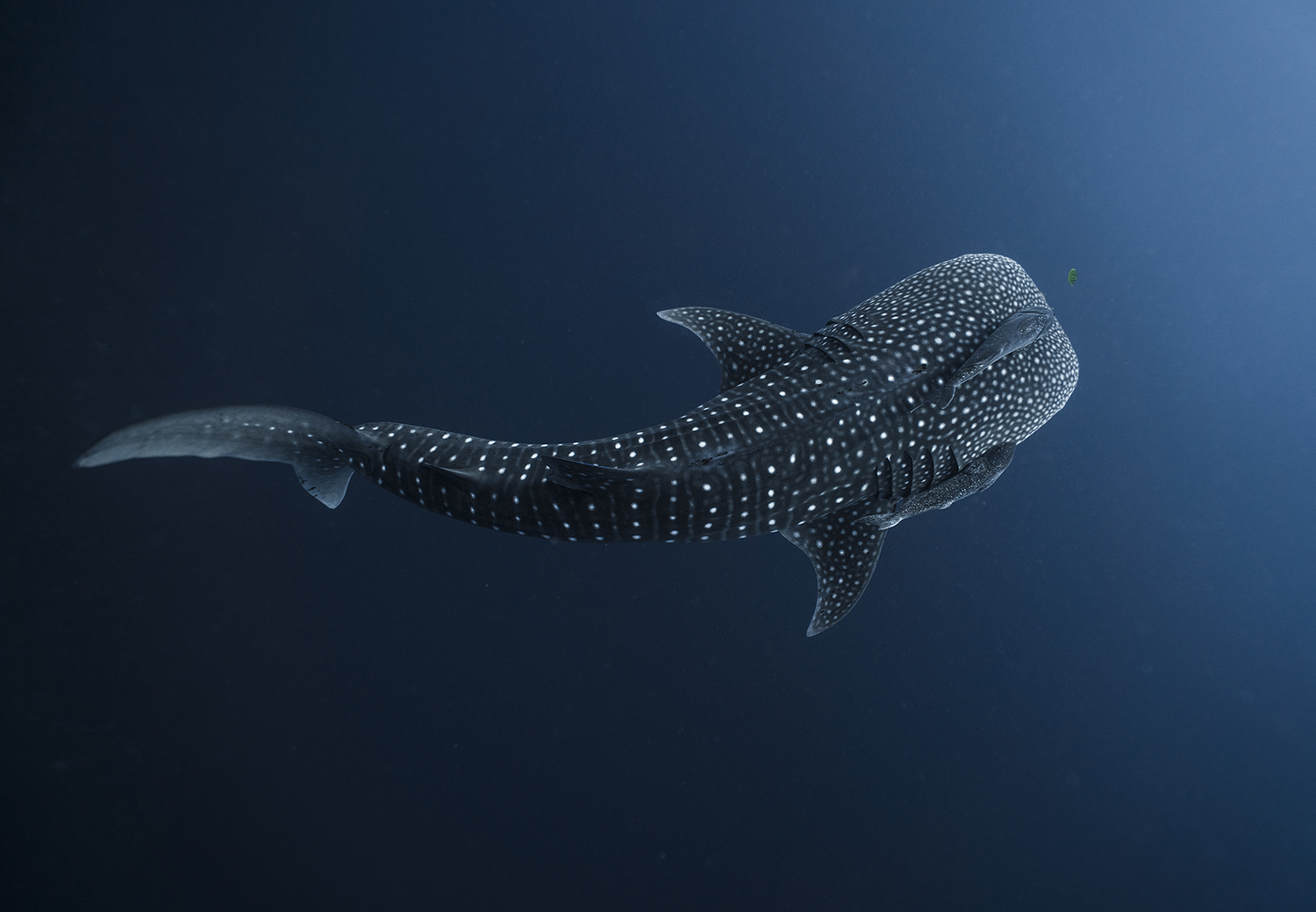 Whale Sharks The Giants Of The Seas MADAMAGAZINE
